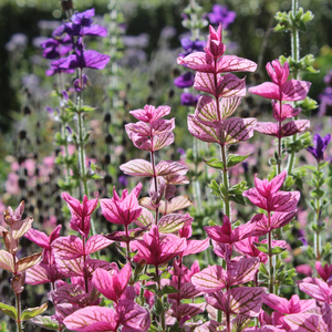 Organic Clary Sage Pure Essential Oil