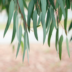 Eucalyptus Pure Essential Oil