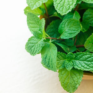 Peppermint Pure Essential Oil