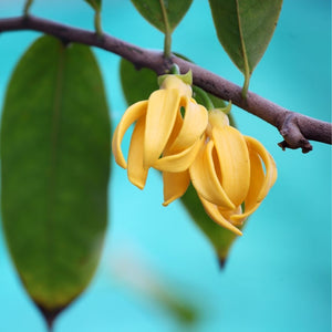 Organic Ylang Ylang Pure Essential Oil