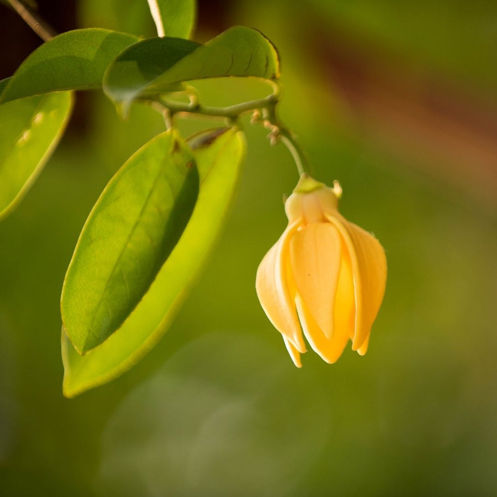 Organic Ylang Ylang Pure Essential Oil